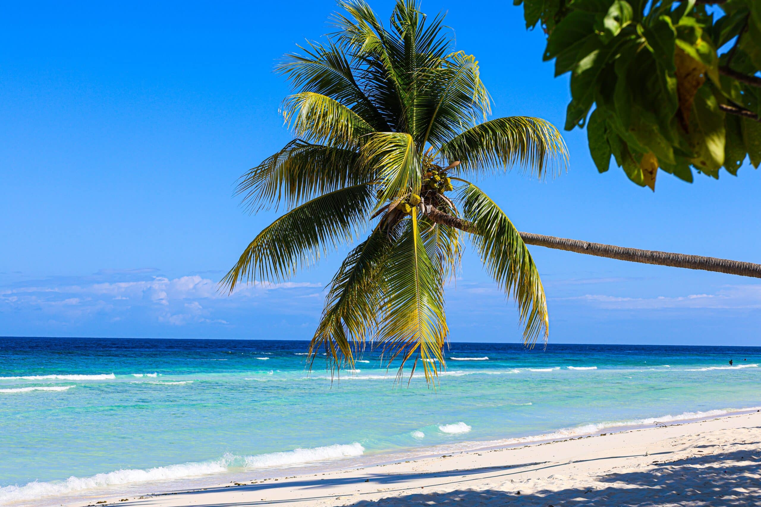 http://Palmier%20incliné%20sur%20une%20plage%20de%20sable%20blanc%20bordée%20par%20les%20eaux%20turquoise%20de%20la%20mer%20des%20Caraïbes.